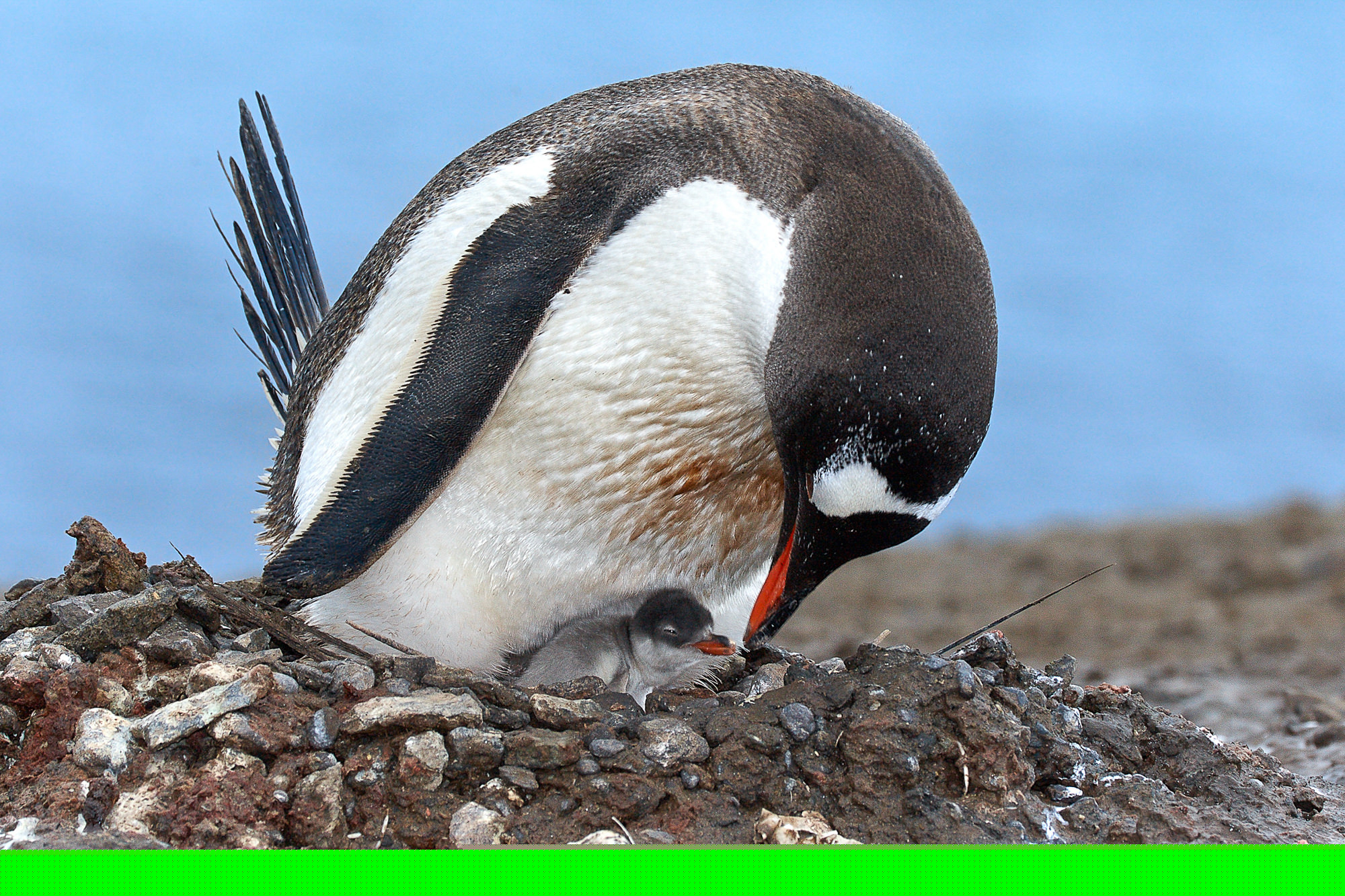 Eselspinguin mit Küken